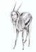 h_gazelle_small.jpg
