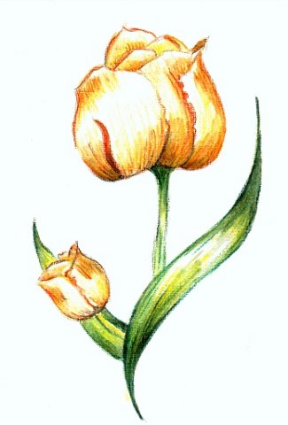 blume_leinenkarte_kl.jpg